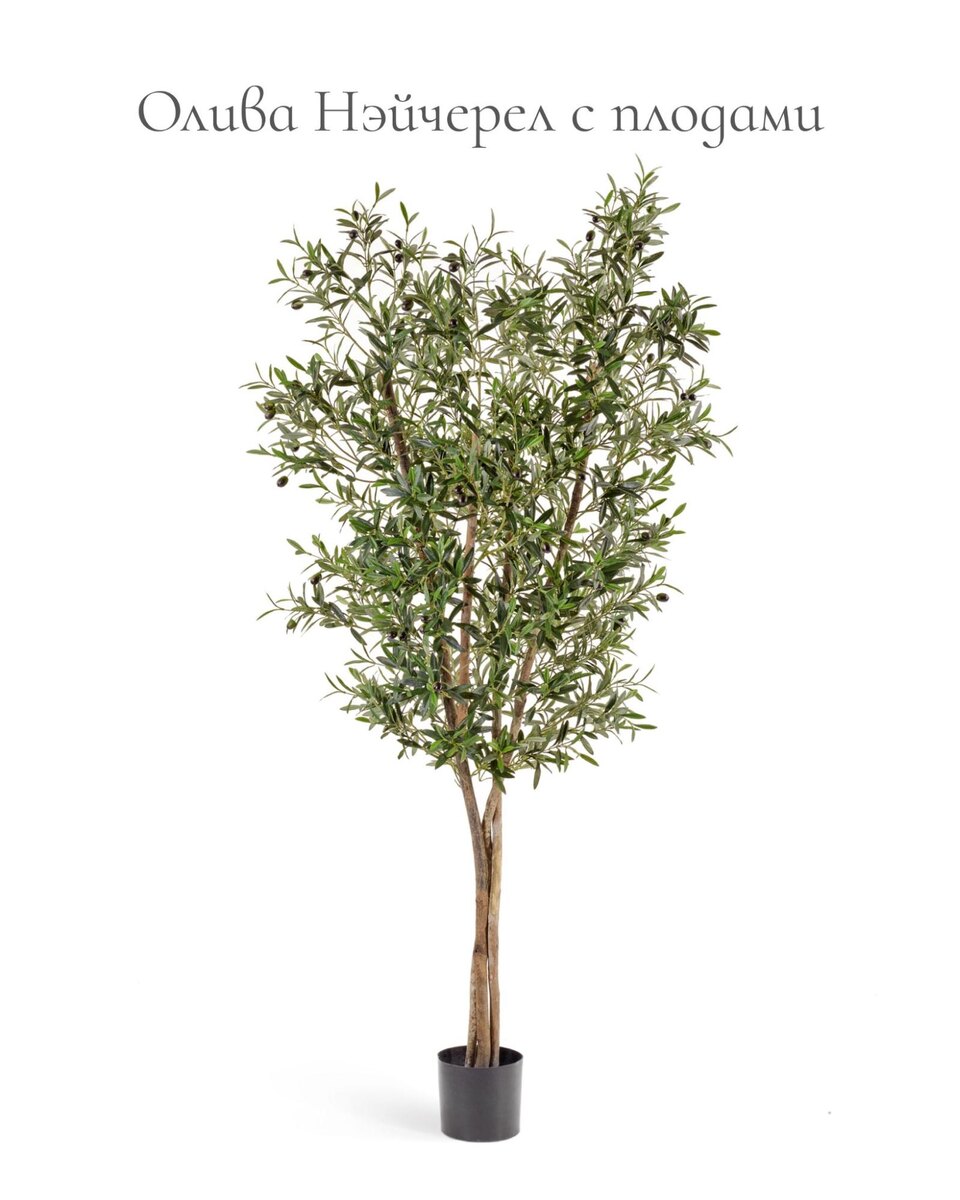 Кашпо и растения TREEZ Collection