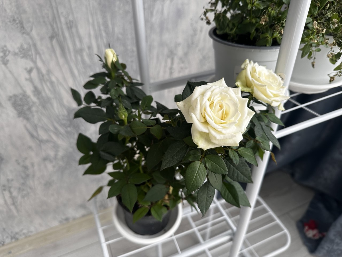 Комнатная кустовая белая роза