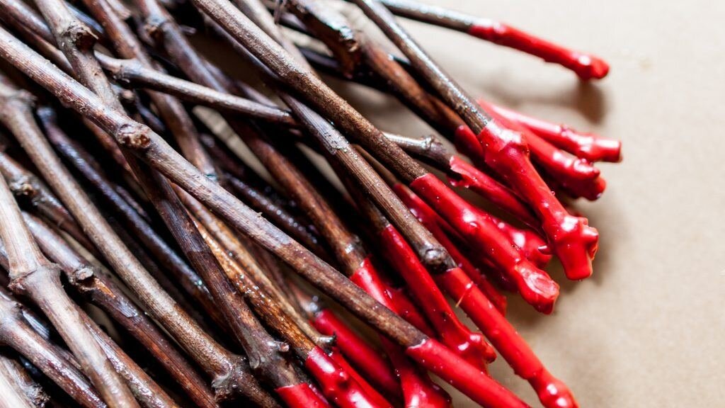 черенки винограда для хранени