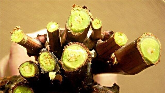 Черенки винограда