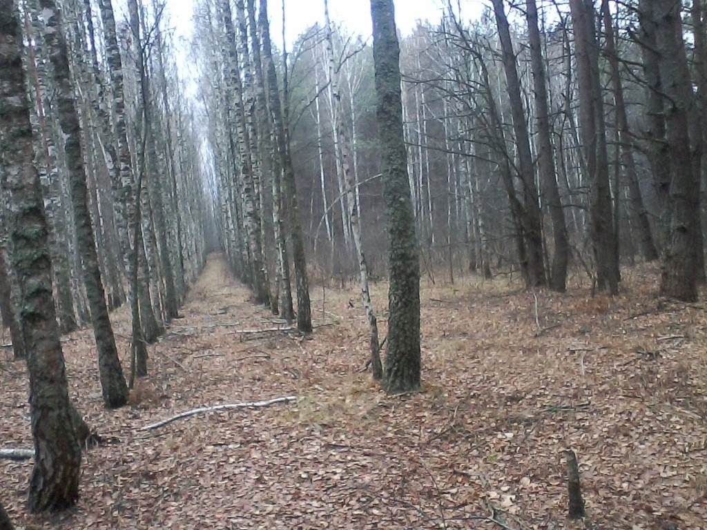 2015 год, Соловьёвка, корсанкин лес