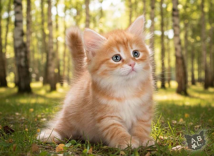 День благодарности рыжему коту