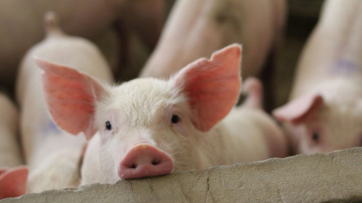    Фото: CHIRATH PHOTO/Shutterstock/Fotodom