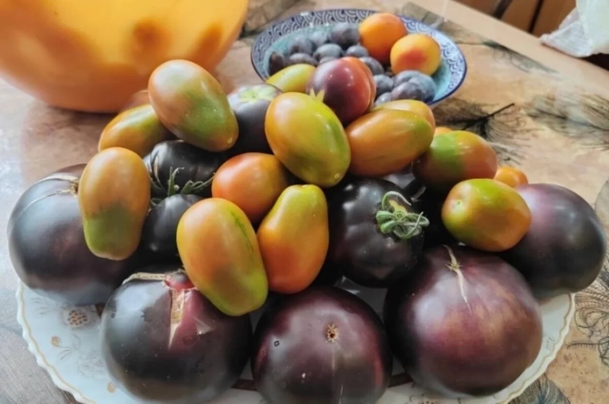    В Новосибирской области меняют вкусы и выращивают черные томаты