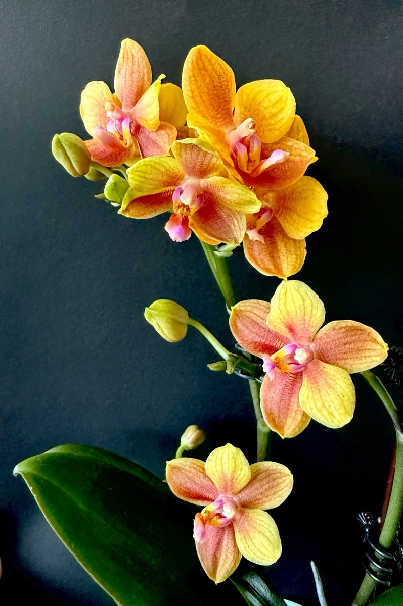 Phalaenopsis Tzu Chiang Balm