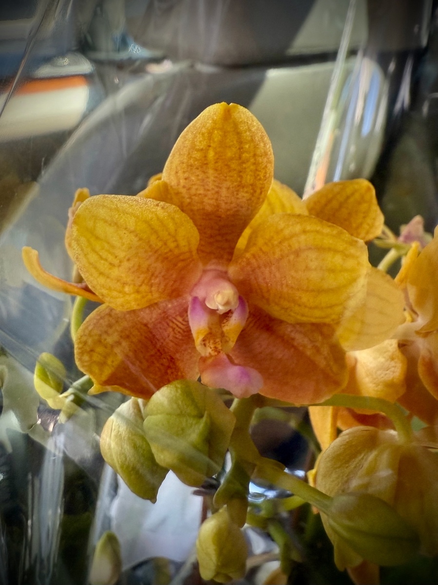 Фаленопсис Тзу Чанг Балм