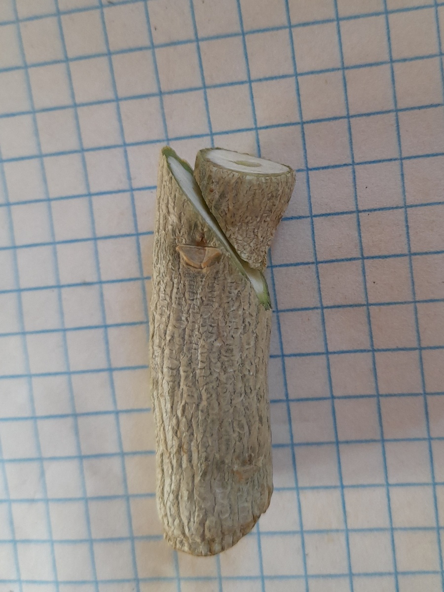 На подвое угол среза гораздо более острый, чем на на привое. Так дело не пойдет!