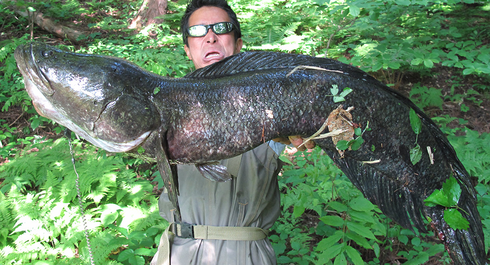 Змееголов: Рыба-зомби из Амура сокрушила реки Америки. Неубиваемое чудище востока