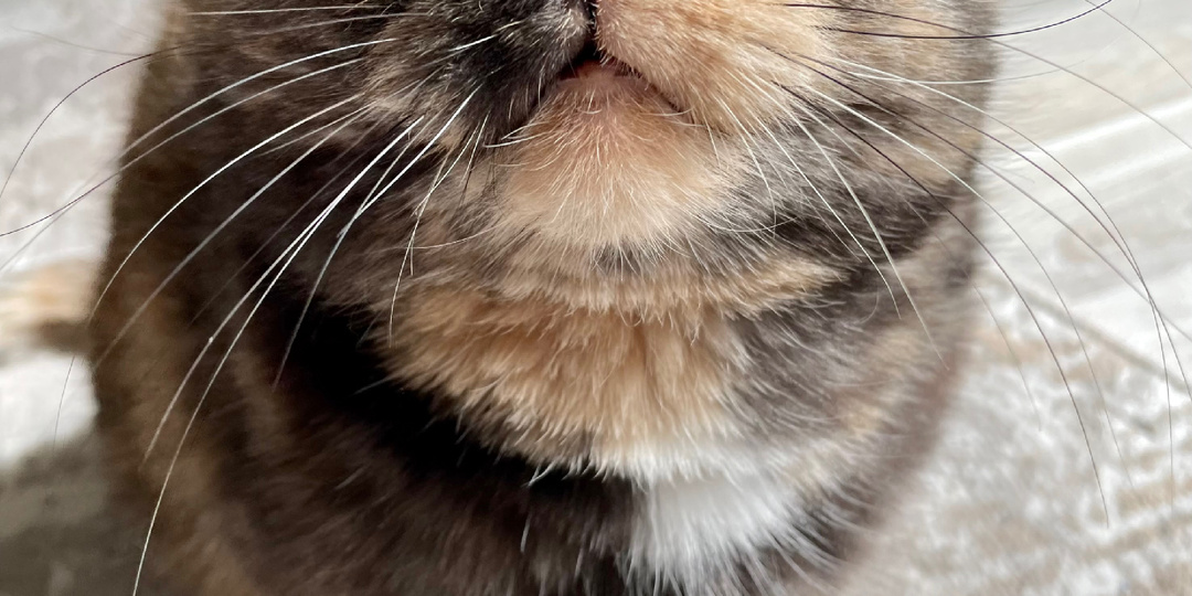 Расскажу на своем опыте, как убедиться, что кошка тебя любит, если она холодна как лёд из морозилки