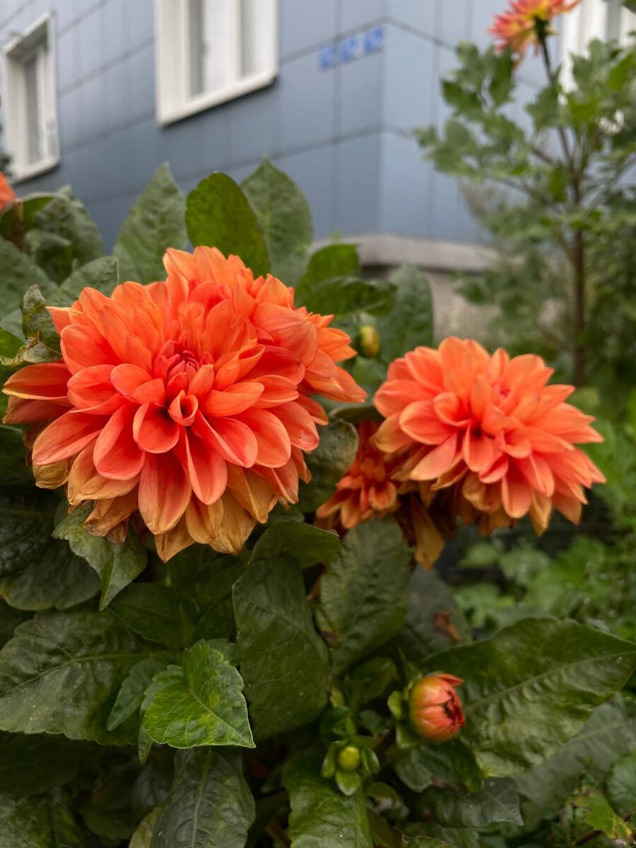 Осенние цветы повсюду