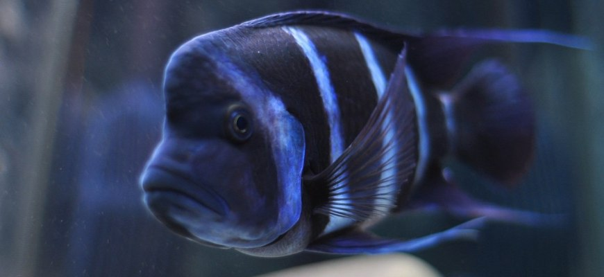 Пример внешнего вида фронтозы