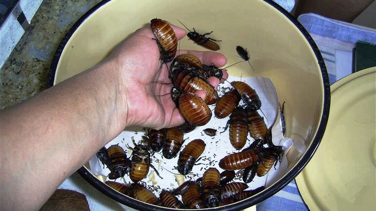 Большие вьетнамские тараканы.