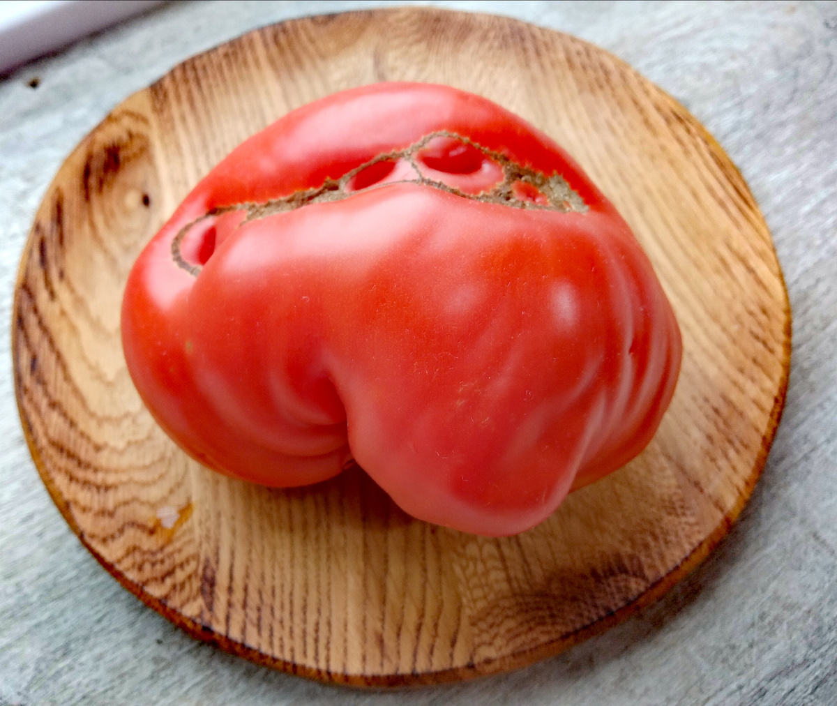 Фото автора от 12.08.2025г. Просто красавчик!