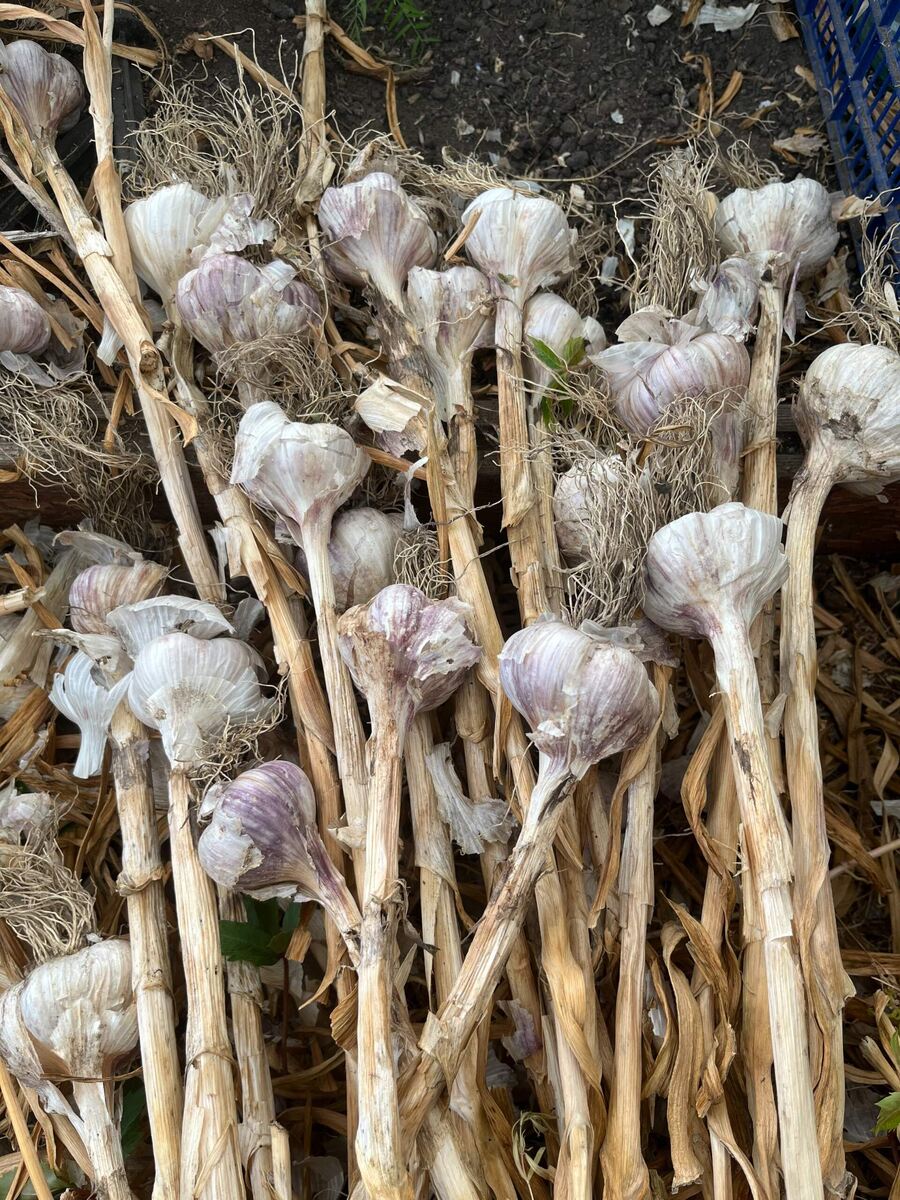 Хорошо просох.