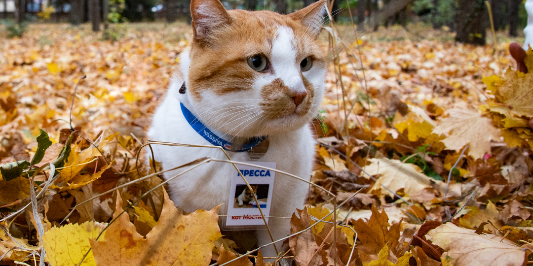 Кот Мостик составил список дел на осень