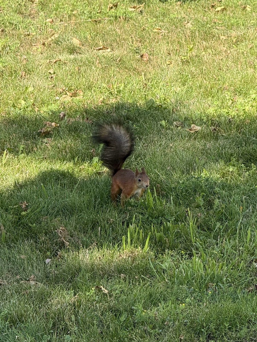 Фото автора канала. Усадьба Измайлово.
