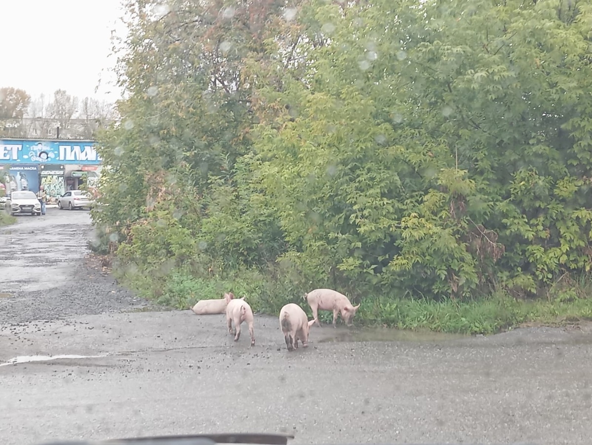     В Назарове по улицам разгуливают беспризорные поросята