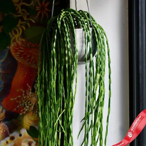   Кактус рипсалис Наталья Андросенкова