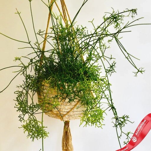   Комнатный рипсалис Наталья Андросенкова