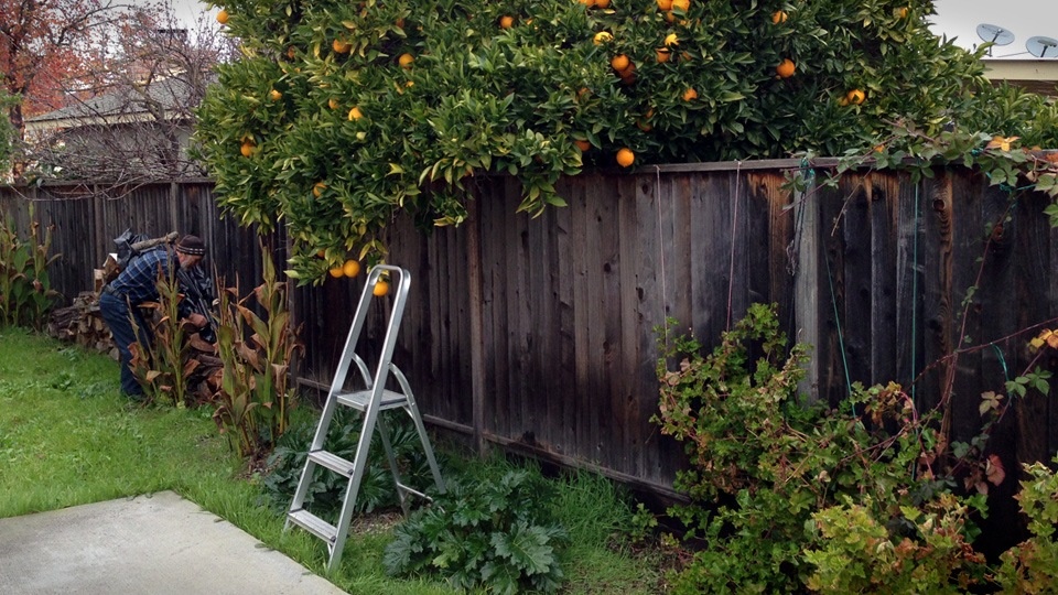 Как по закону быть с соседом, который обрезает ветки вашего дерева и кустов