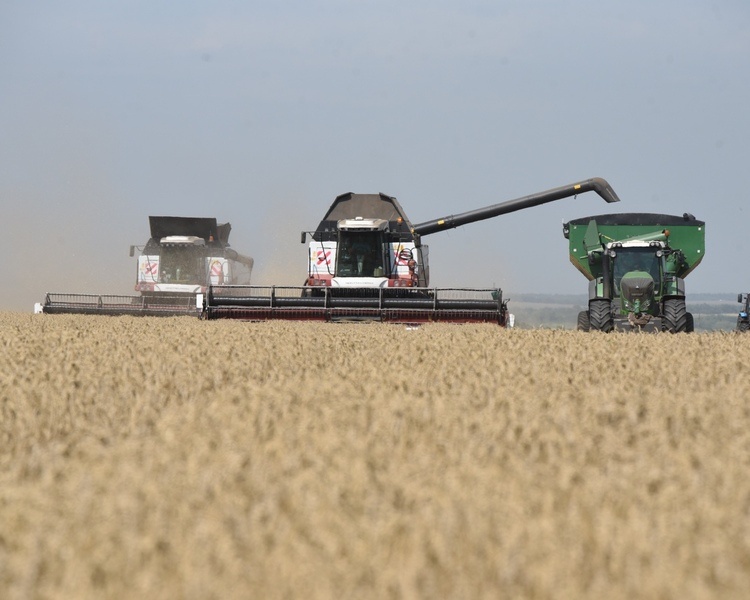     В Курской области намолотили более 3 миллионов тонн зерна