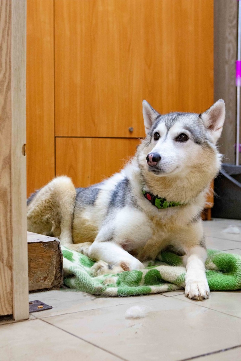 Данди особенный житель приюта, получивший страшную травму позвоночника...