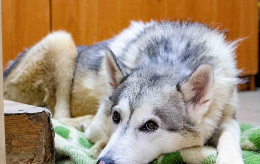 Пережил операции на позвоночнике, но остался пушистой звездой!