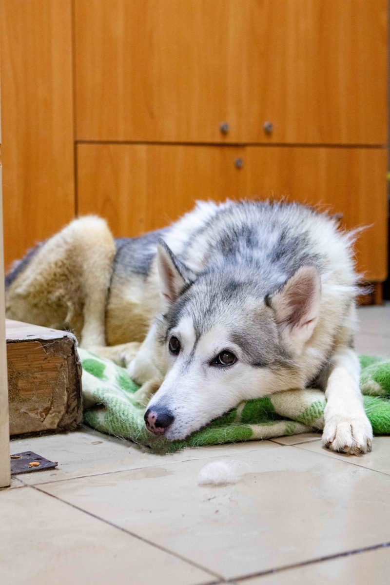 Сейчас песику нужна поддержка...