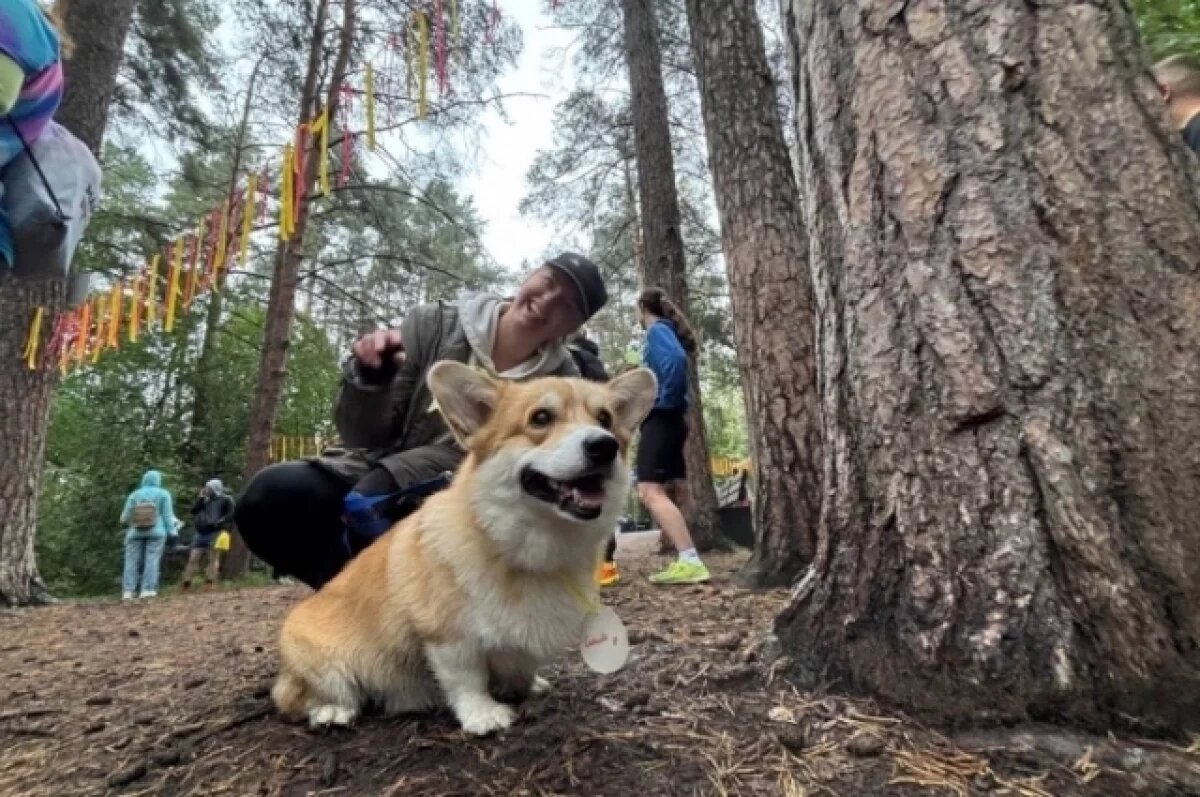    В Челябинске прошёл благотворительный забег в поддержку приюта для животных