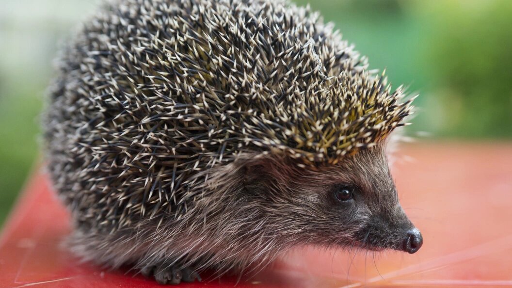    Фото: Aleksey Smyshlyaev/Globallookpress