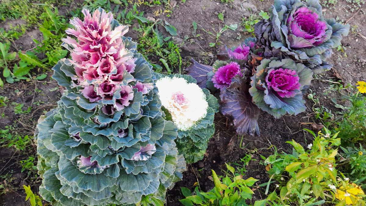 1 сентября 2025г.