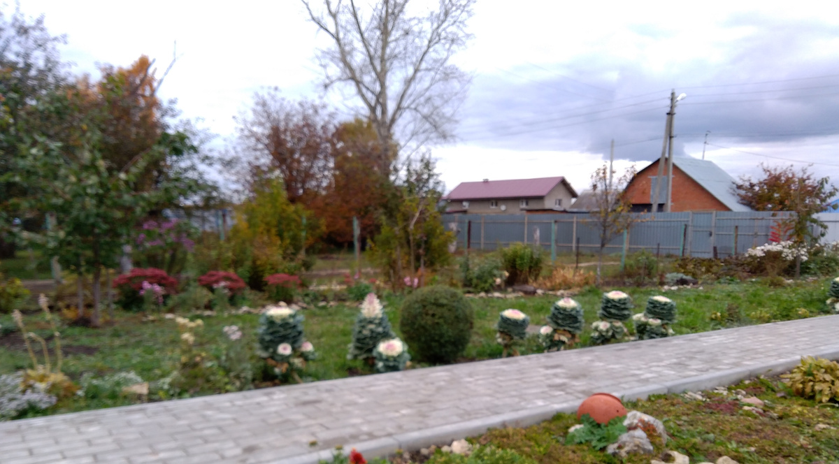 5 октября 2019 г. Это был мой первый опыт выращивания декоративной капусты