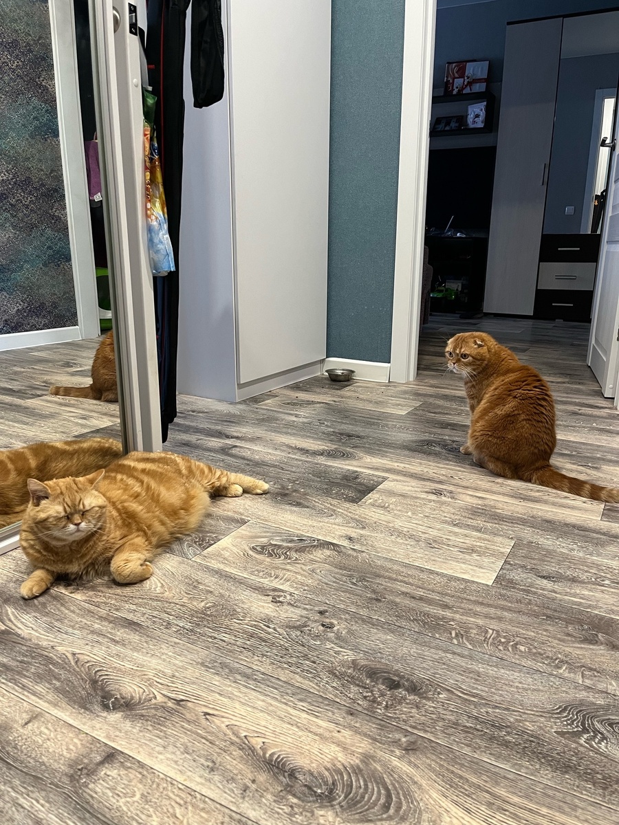    Кошка обходит диван за метр: быстро отучил питомца драть мебель - результат поражает