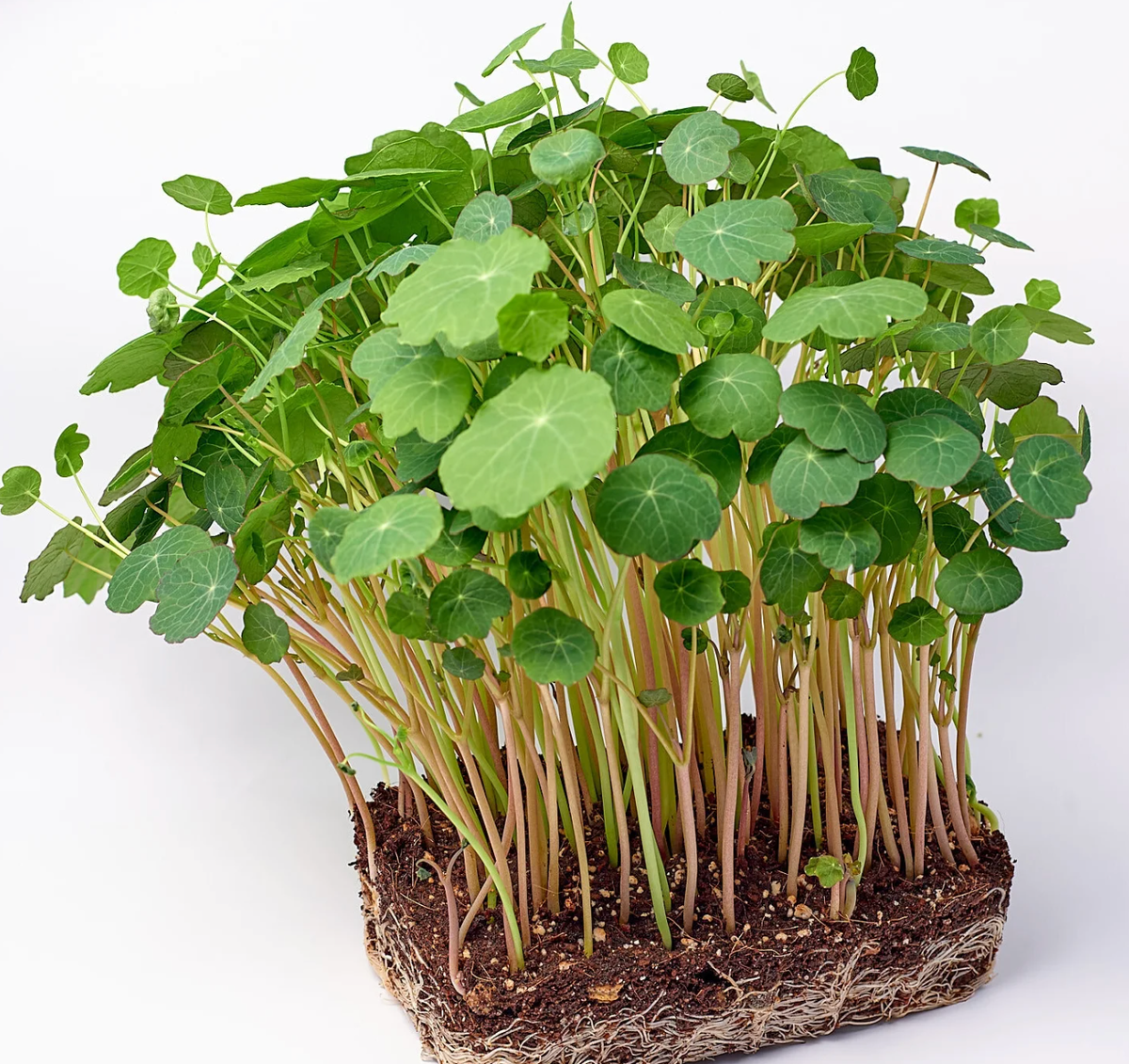 Микронастурция — цветок