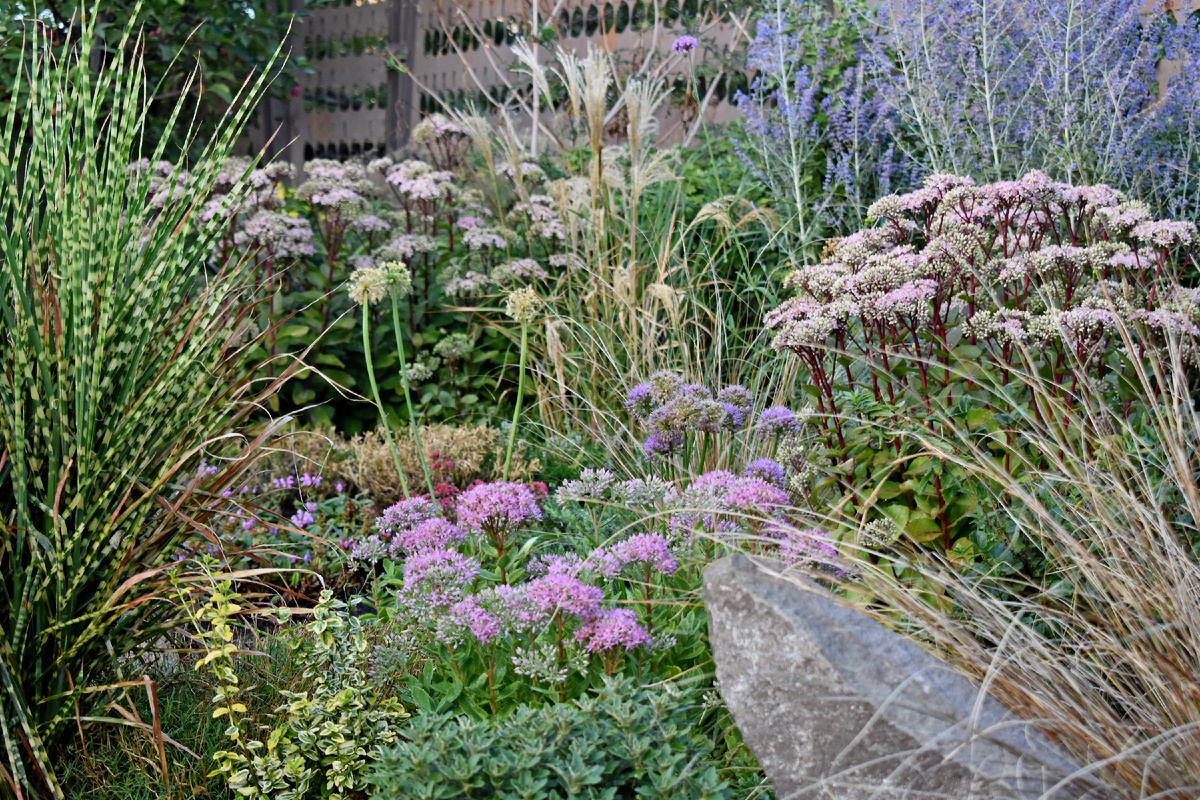 Очитки в ландшафте. Высокие - "Матрона", низкий - "Неон"