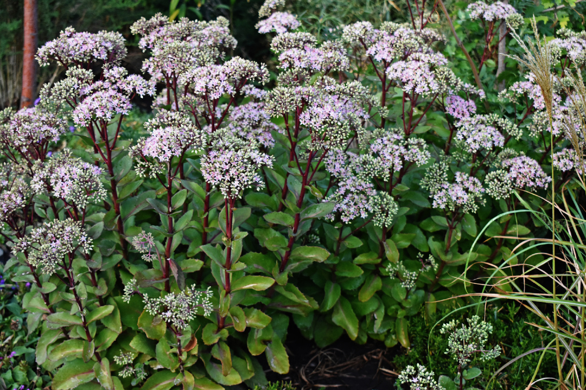 Очиток "Matrona". Соцветия в этом году маленькие из-за засухи. Но и пока еще не распустились цветки. Потом щитки станут крупнее. 
