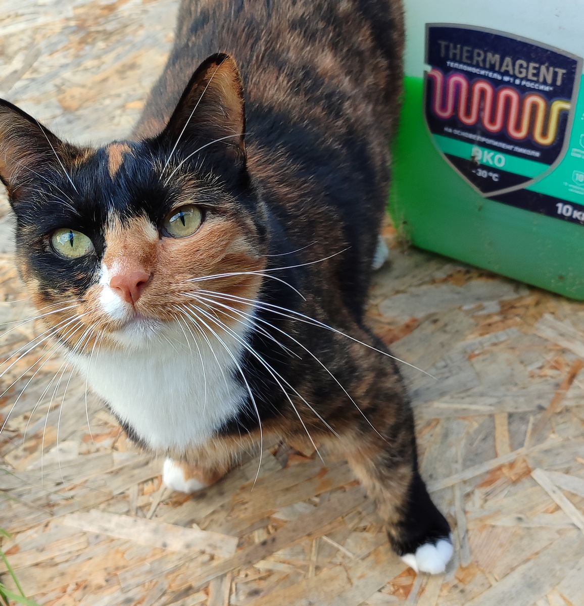 Моя кошечка тоже интересуется незамерзающим теплоносителем