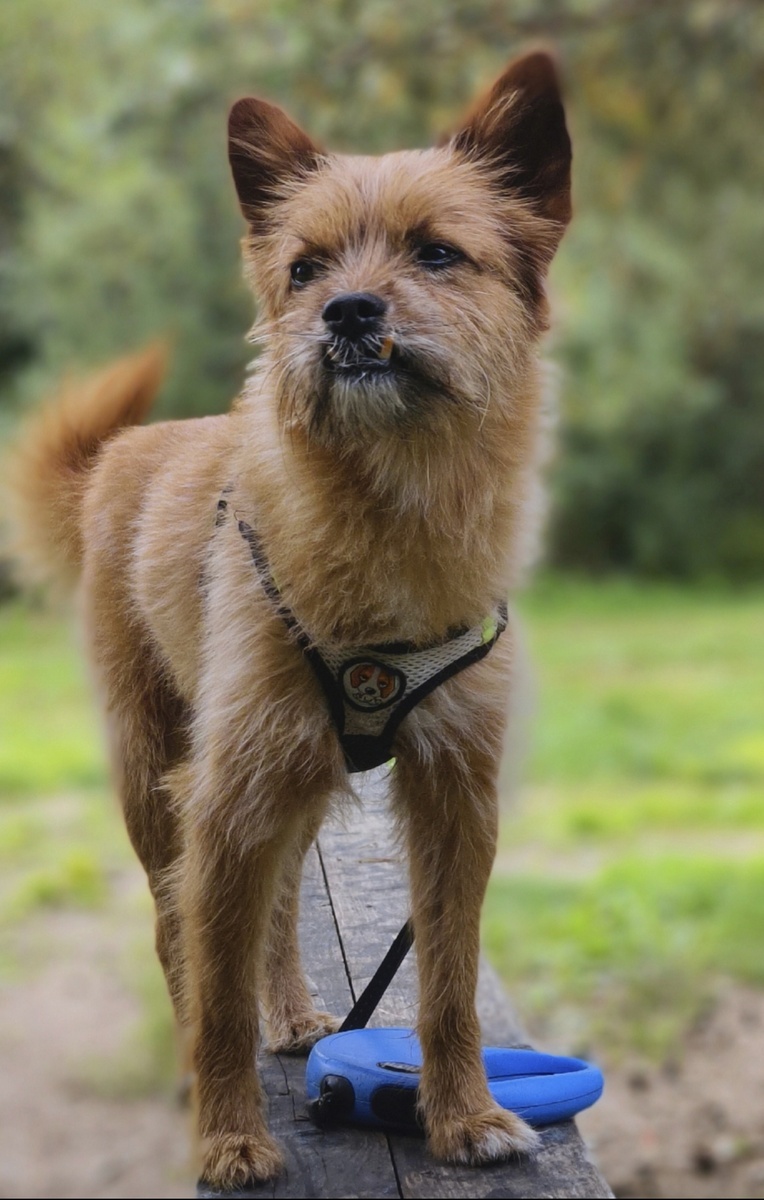 Ваш покорный слуга.