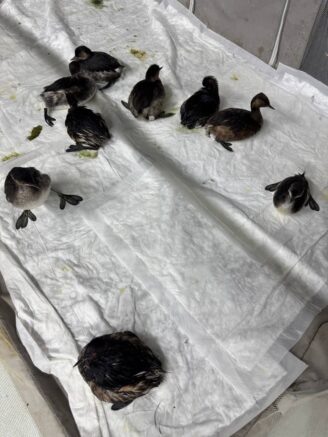    Фото: t.me/zhemchujnaya9