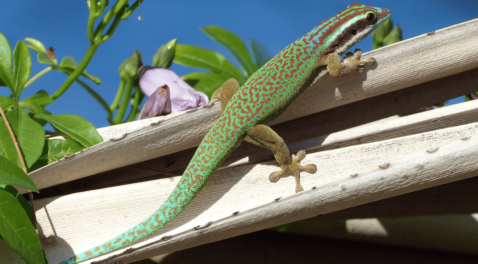   Mickaël Sanchez et al. / Oryx, 2025