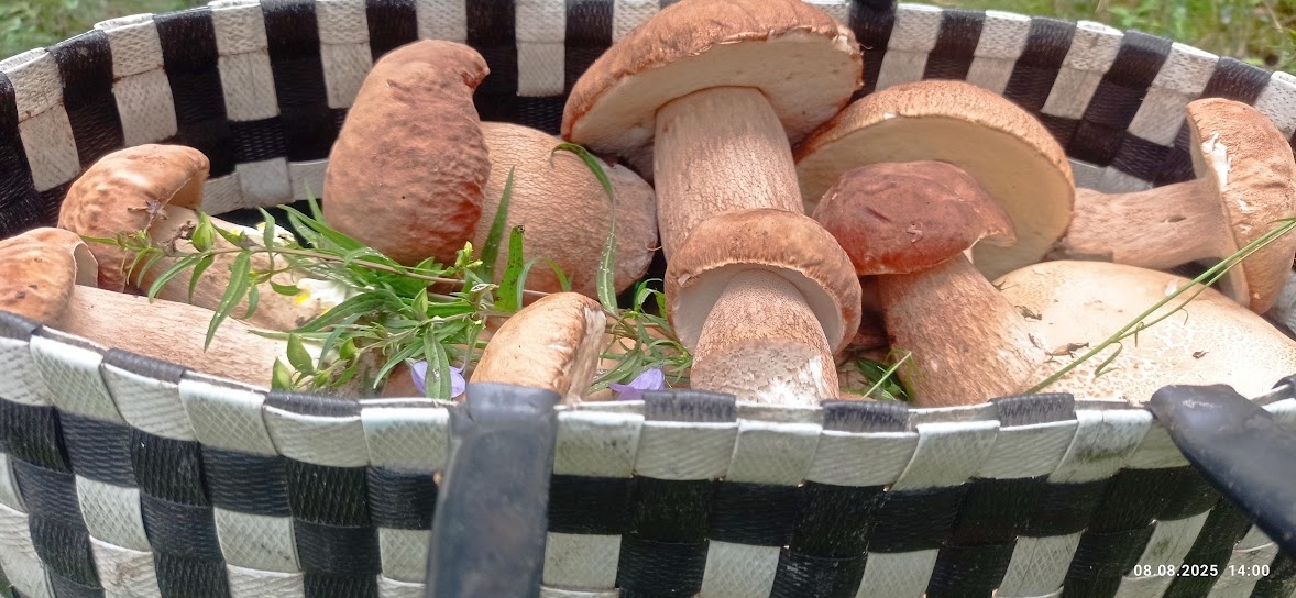 ВЕРНУЛОСЬ ЛУКОШКО ИЗ ЛЕСА...