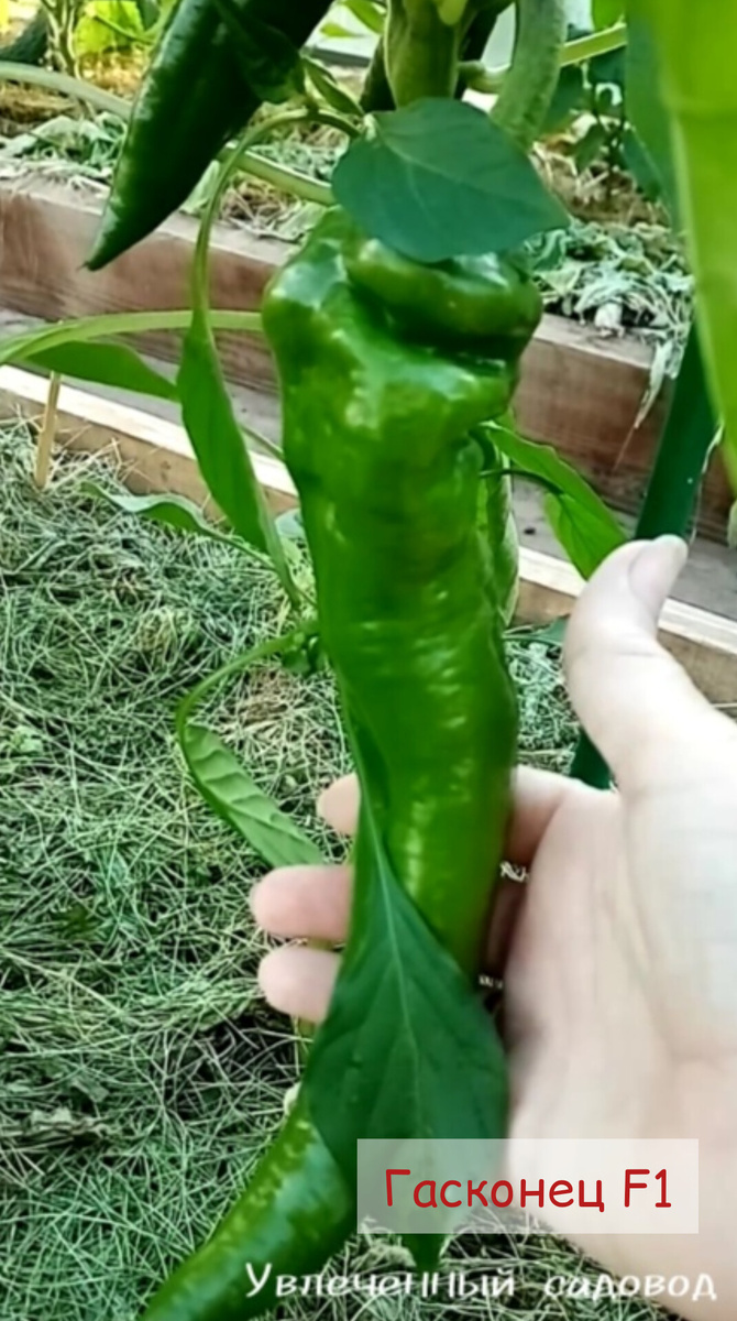 перец в теплице/фото автора