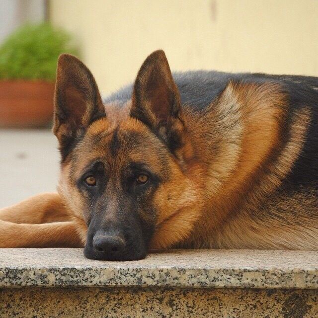 источник фото: https://i.pinimg.com/736x/d2/cc/89/d2cc892a0b9199b9bb944dfeb62db8bb.jpg