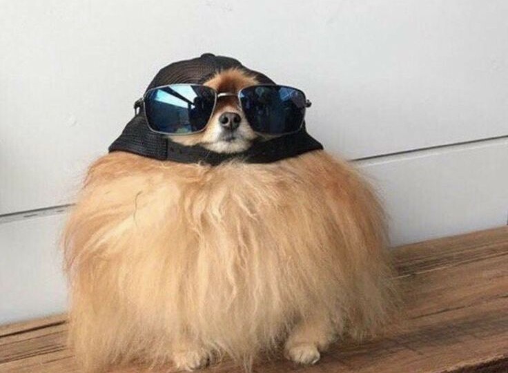 История шпица Пончика: как лишний вес едва не погубил собаку