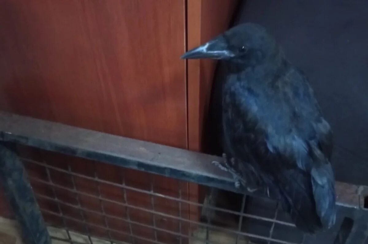    Златогорский: застал «пострадавшего» вороненка и передал спасателям