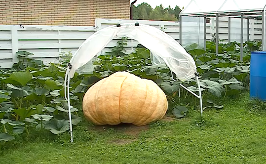     Жительница Красноярска вырастила 400-килограммовую тыкву
