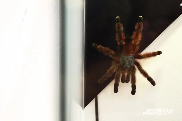    Опасны ли для человека яркие пауки-осы, которые появились в Башкирии?