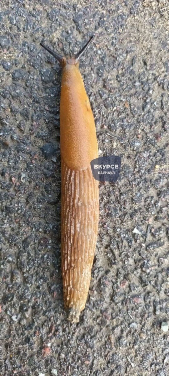    Испанский слизень. Источник: "В курсе 22 | Барнаул"