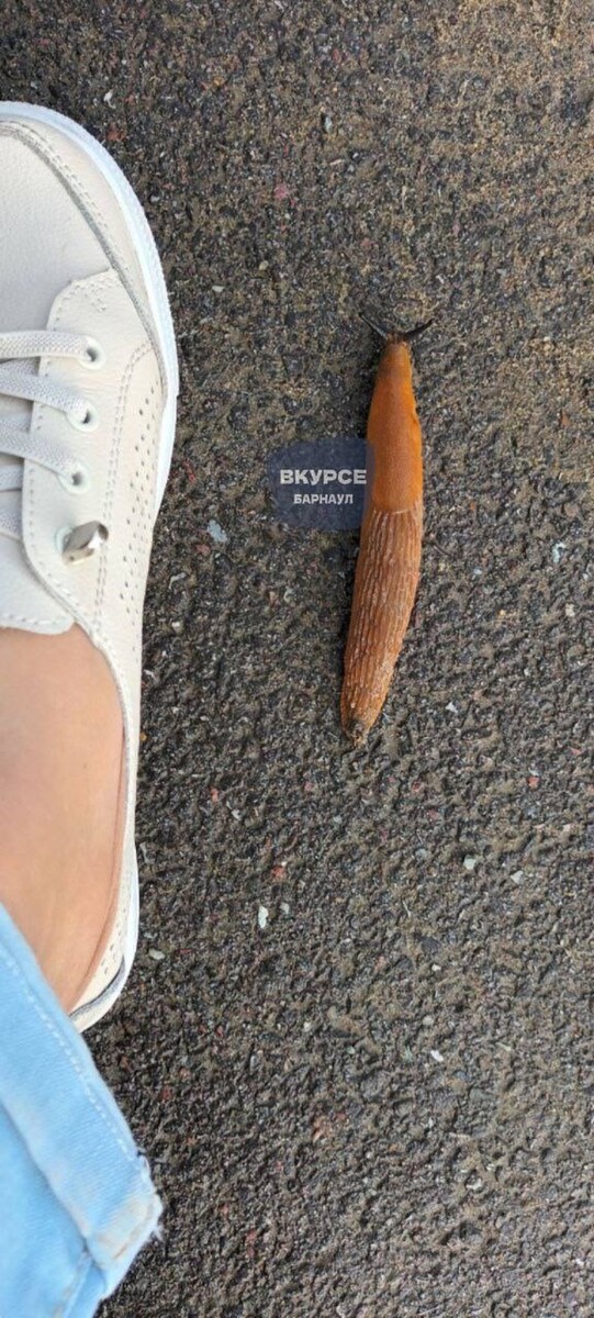    Испанский слизень. Источник: "В курсе 22 | Барнаул"