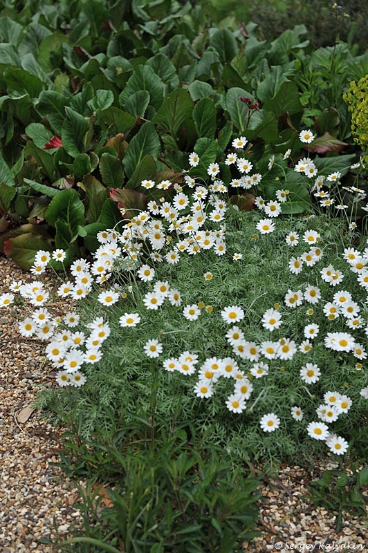 Пупавка точечная подвид Купани 